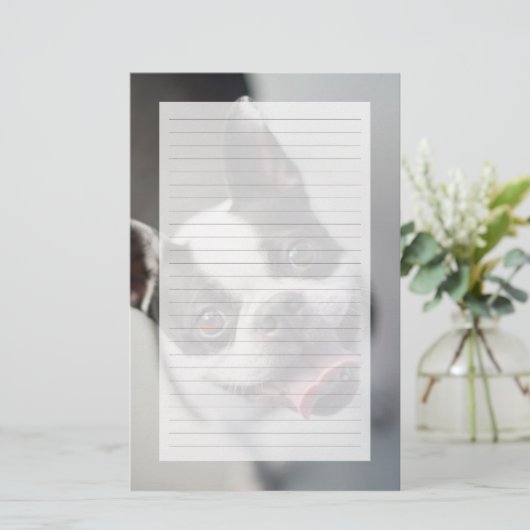 Getty Images | French Bulldog (Standing Front)