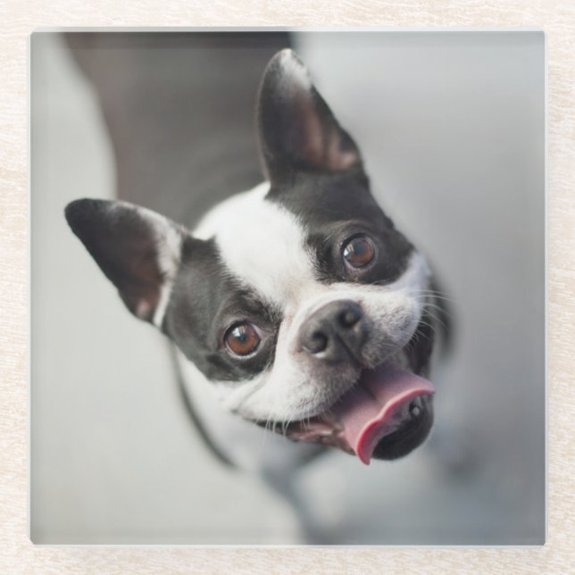 Getty Images | French Bulldog Glass Coaster (Front)