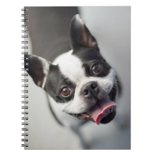 Getty Images   French Bulldog Notebook