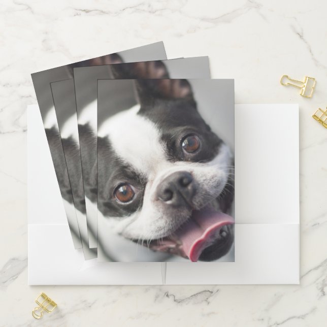 Getty Images | French Bulldog Pocket Folder (In Situ)