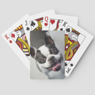 Getty Images French Bulldog Poker Cards