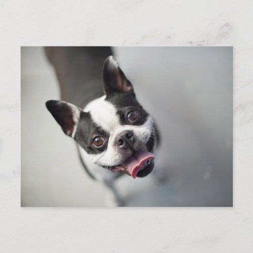 Getty Images  French Bulldog Postcard