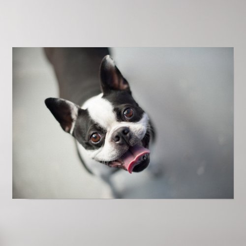 Getty Images  French Bulldog Poster