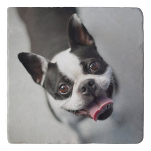 Getty Images French Bulldog Trivet