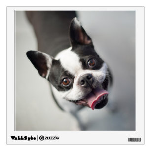 Getty Images French Bulldog Wall Sticker