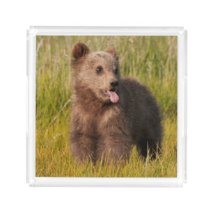 Getty Images   Funny Baby Bear Acrylic Tray
