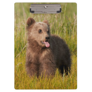Getty Images   Funny Baby Bear Clipboard