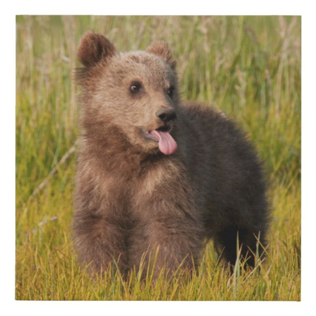 Getty Images | Funny Baby Bear Faux Canvas Print (Front)