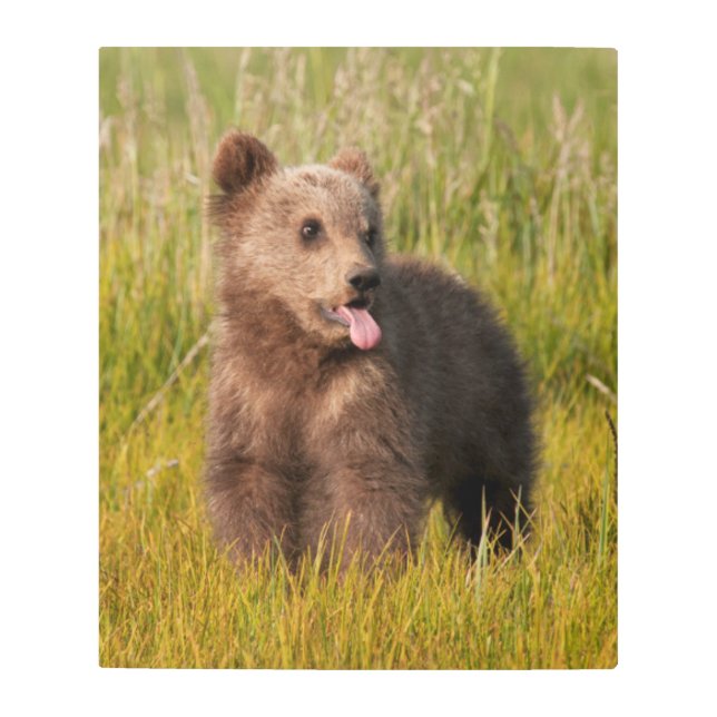 Getty Images | Funny Baby Bear Metal Print (Front)
