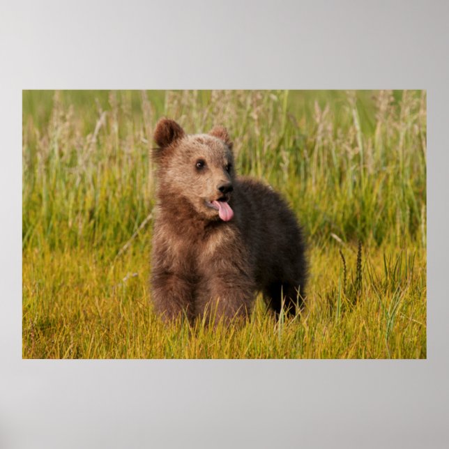 Getty Images | Funny Baby Bear Poster (Front)