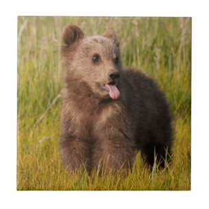 Getty Images Funny Baby Bear Tile