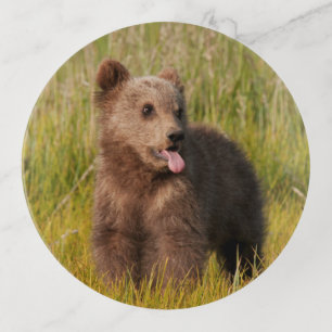 Getty Images Funny Baby Bear Trinket Tray