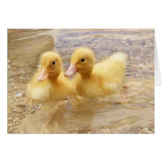 Getty Images | Fuzzy Yellow Ducklings Cards (Front Horizontal)