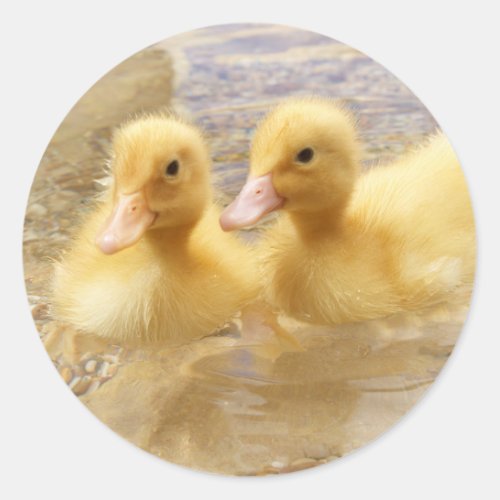 Getty Images  Fuzzy Yellow Ducklings Classic Round Sticker