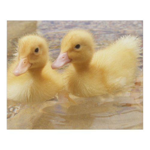 Getty Images  Fuzzy Yellow Ducklings Faux Canvas Print