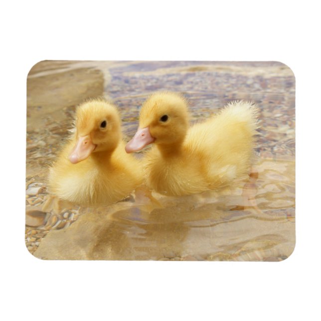 Getty Images | Fuzzy Yellow Ducklings Magnet (Horizontal)