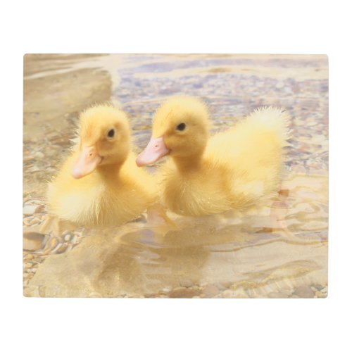 Getty Images  Fuzzy Yellow Ducklings Metal Print