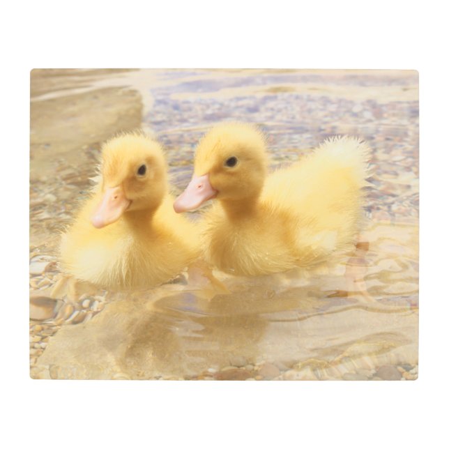 Getty Images | Fuzzy Yellow Ducklings Metal Print (Front)