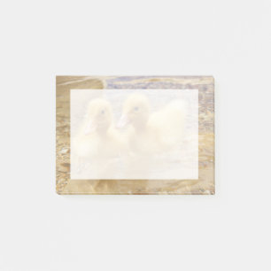 Getty Images   Fuzzy Yellow Ducklings Post-it Notes