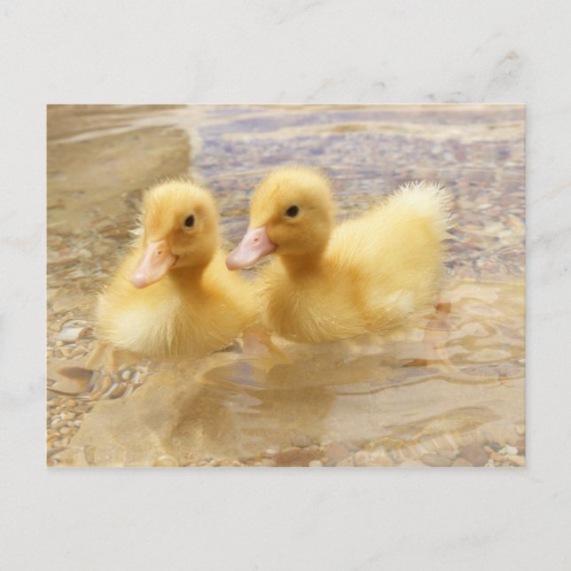 Getty Images | Fuzzy Yellow Ducklings Postcard (Front)