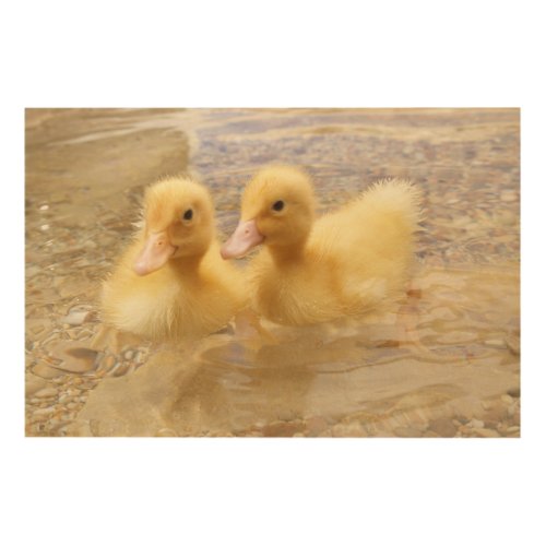 Getty Images  Fuzzy Yellow Ducklings Wood Wall Decor