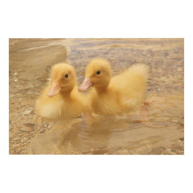 Wall　Fuzzy　Images　Getty　Ducklings　Decor　Yellow　Wood　Zazzle