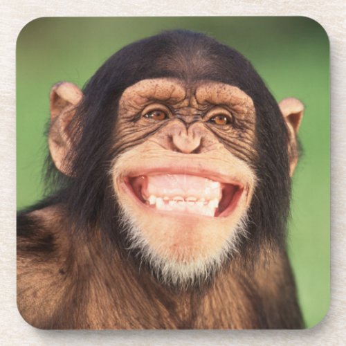 Getty Images  Grinning Chimpanzee Beverage Coaster