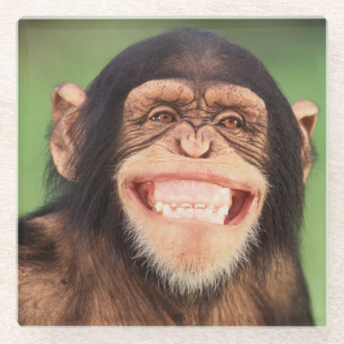 Getty Images  Grinning Chimpanzee Glass Coaster