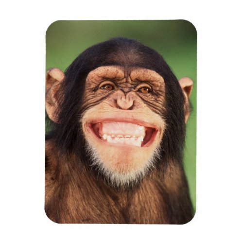 Getty Images  Grinning Chimpanzee Magnet