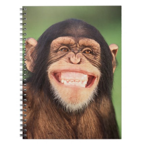 Getty Images  Grinning Chimpanzee Notebook