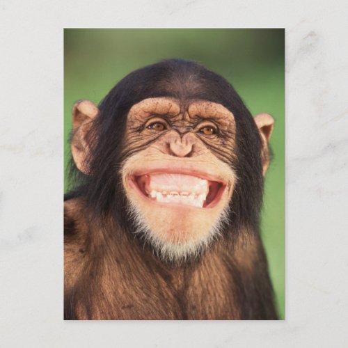 Getty Images  Grinning Chimpanzee Postcard