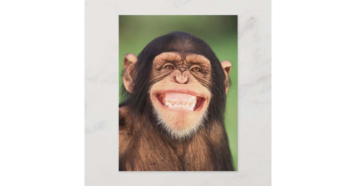 Getty Images | Grinning Chimpanzee Postcard | Zazzle