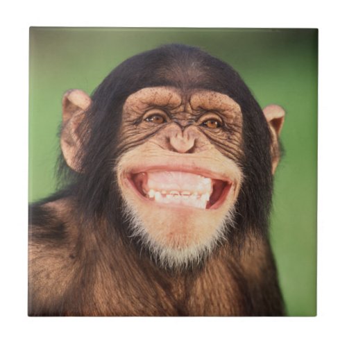 Getty Images  Grinning Chimpanzee Tile