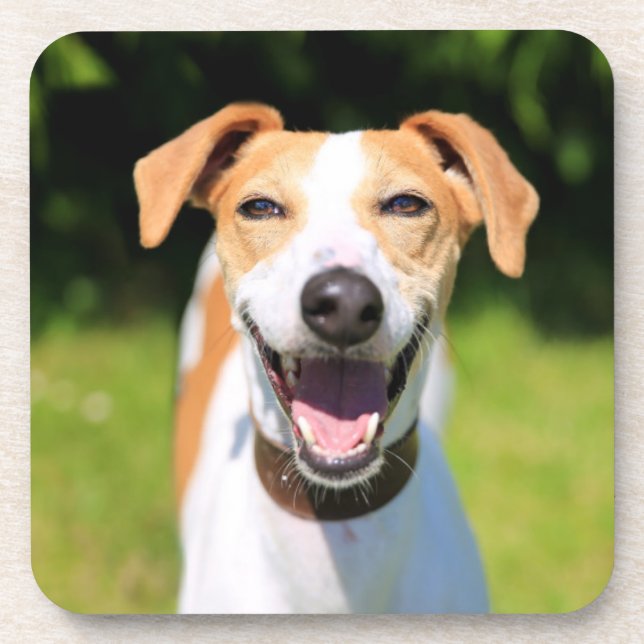 Getty Images | Laughing Dog Beverage Coaster (Front)