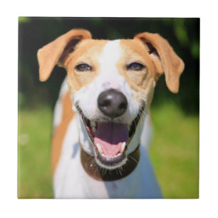 Getty Images Laughing Dog Tile
