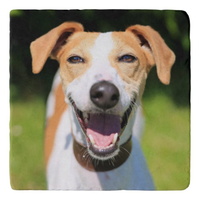 Getty Images | Laughing Dog Trivet (Front)