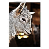 Getty Images | Little Goat (Front)