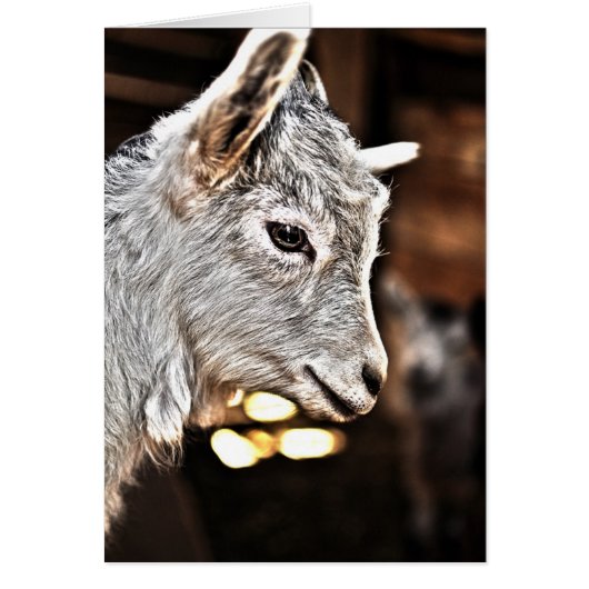 Getty Images | Little Goat (Front)