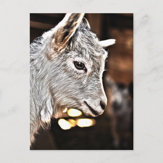 Getty Images | Little Goat Postcard (Front)