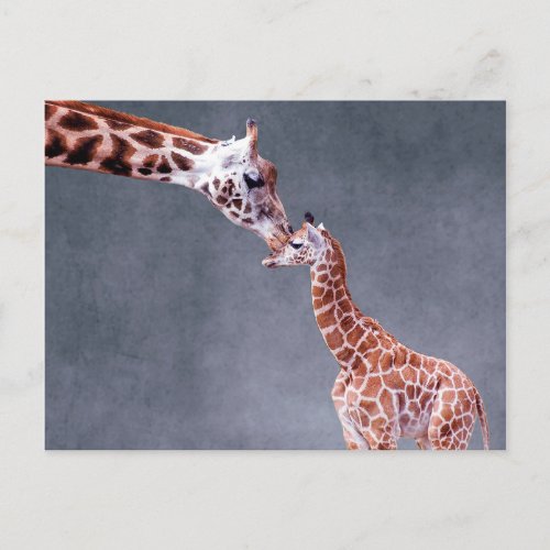 Getty Images  Mother  Baby Giraffe Postcard