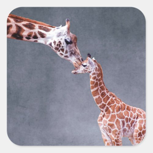 Getty Images  Mother  Baby Giraffe Square Sticker