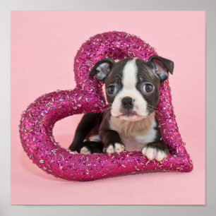 Getty Images   Puppy Love Poster