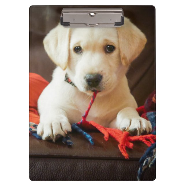 Getty Images | Puppy On A Sofa Clipboard (Front)
