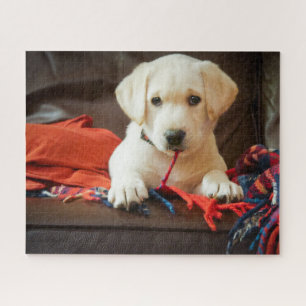 Getty Images   Puppy On A Sofa Jigsaw Puzzle