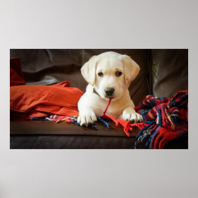 Getty Images | Puppy On A Sofa Poster (Front)