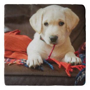 Getty Images Puppy On A Sofa Trivet