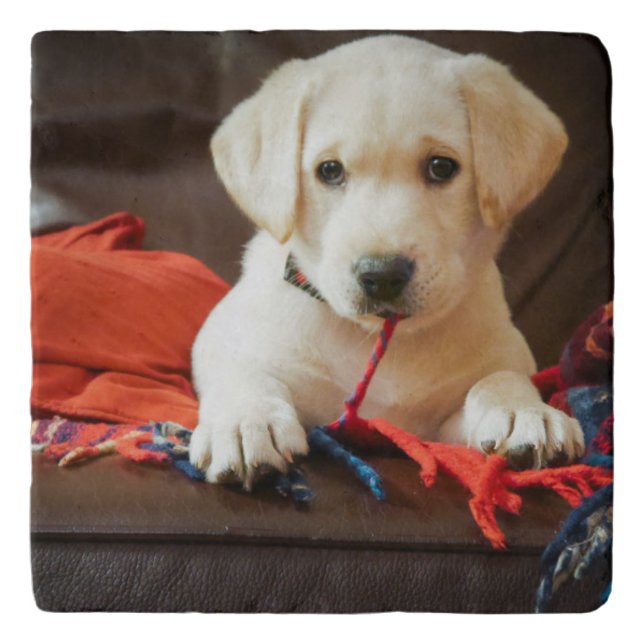 Getty Images | Puppy On A Sofa Trivet (Front)