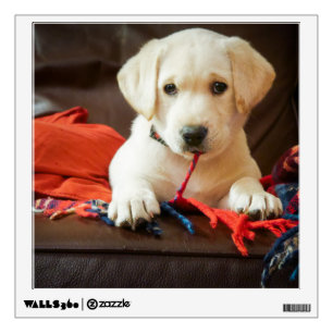 Getty Images Puppy On A Sofa Wall Sticker
