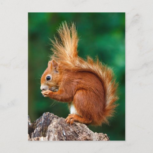 Getty Images  Red Squirrel Postcard