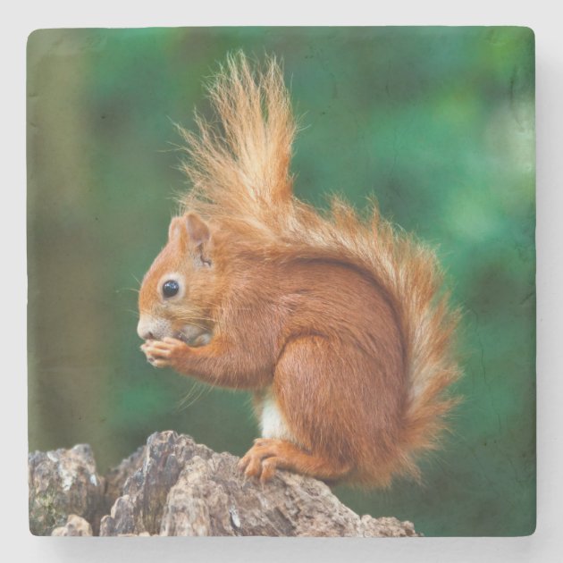 Red Squirrel Coaster 
